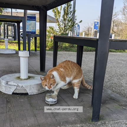 Photo 1/1 Chat trouvé Trouvé à L oceane