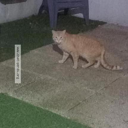 Photo 1/1 Chat trouvé Trouvé à Marcoussis