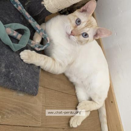 Photo 1/1 Ta&iuml;ju Chat perdu à Saint avit