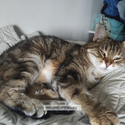 Photo 1/1 Clochette Chat perdu à Vouneuil sous biard