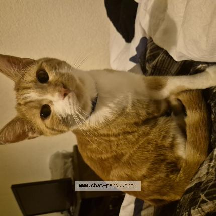 Photo 1/1 Chat trouvé Trouvé à Sion