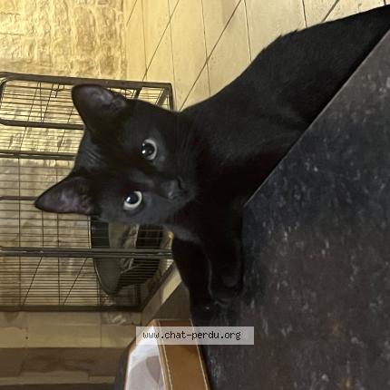 Photo 1/1 Ozzy Chat perdu à Andilly
