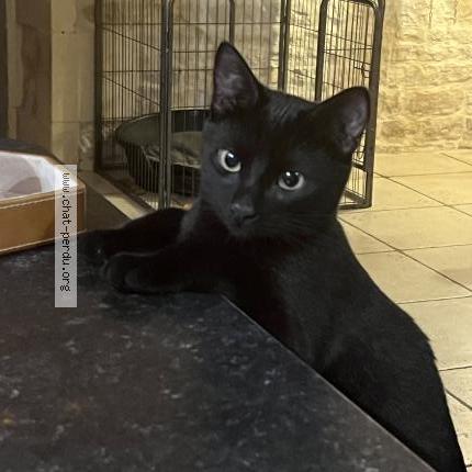 Photo 1/1 Ozzy Chat perdu à Andilly