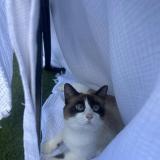 Photo de chat perdu à Saint Barthelemy