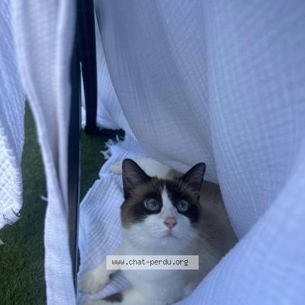 Photo 1/2 Vaiana Chat perdu à Saint barthelemy