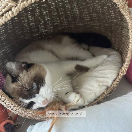 Photo 2/2 Vaiana Chat perdu à Saint barthelemy