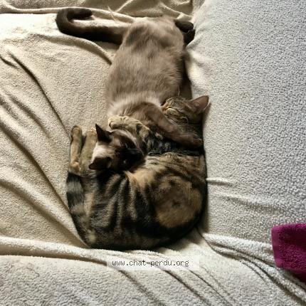 Photo 1/1 Lilou Chat perdu à Champagne au mont d or