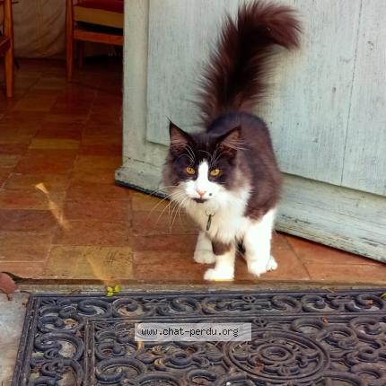 Photo 1/1 Addams Chat perdu à Saint sulpice de grimbouville