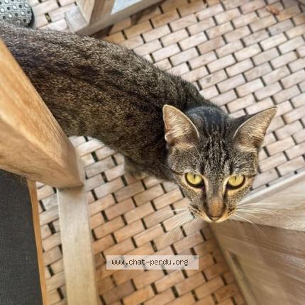 Photo 1/1 Paulette Chat perdu à Saint barthelemy