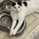 Photo de chat perdu à Saint Barthelemy