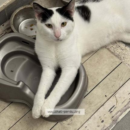 Photo 1/1 Caviar Chat perdu à Saint barthelemy