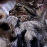 Photo de chat perdu à Boran Sur Oise