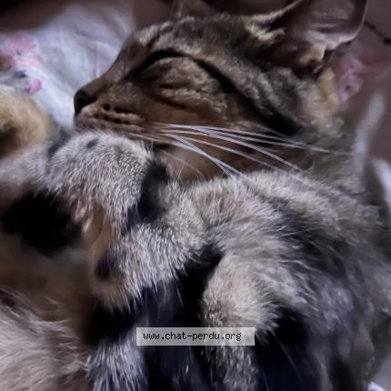 Photo 1/1 Nao Chat perdu à Boran sur oise