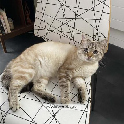 Photo 1/1 Nala Chat perdu à Saint brieuc