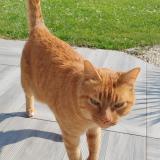 Photo de chat trouvé à Guerville