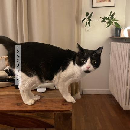 Photo 1/1 Chat trouvé Trouvé à Annecy