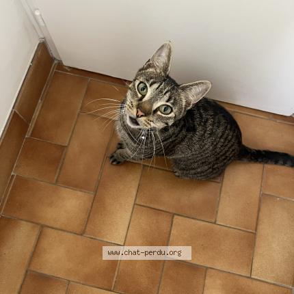 Photo 1/1 Phinneas Chat perdu à Sannois