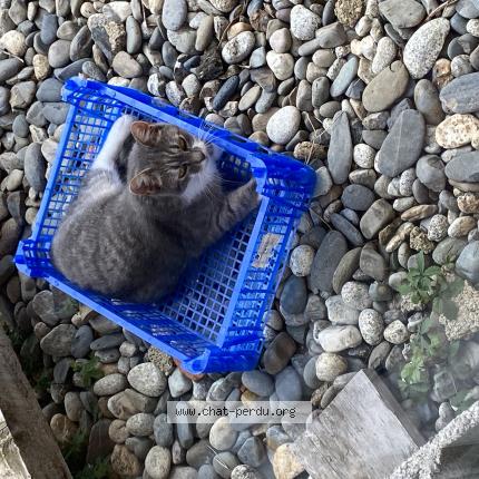 Photo 1/1 Uma Chat perdu à Puybegon
