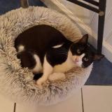 Photo de chat perdu à Saint Barthelemy