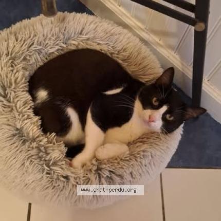 Photo 1/1 Baba Cool Chat perdu à Saint barthelemy