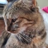 Photo de chat perdu à Saint Barthelemy