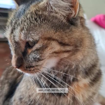 Photo 1/1 Inconnu - Chat perdu à Saint barthelemy