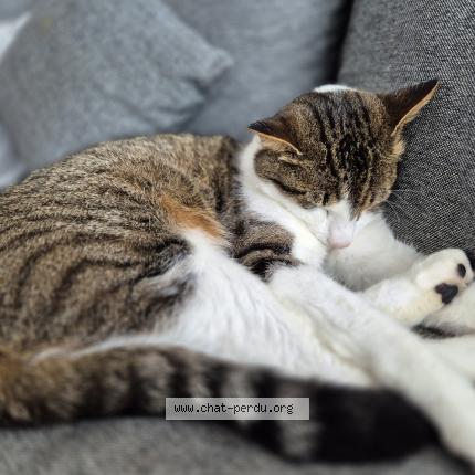 Photo 1/1 Zeus Chat perdu à Rhode saint genese