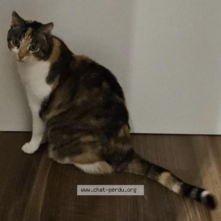 Photo 1/2 Fidji Chat perdu à Esch sur alzette