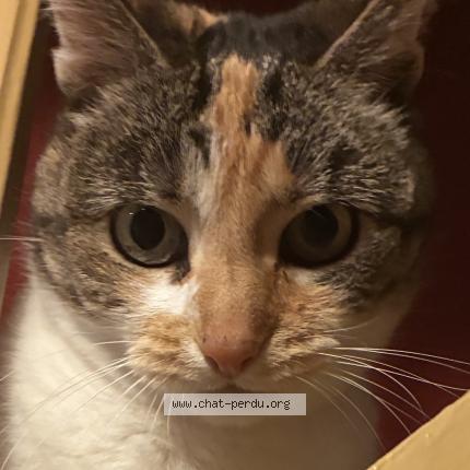 Photo 2/2 Fidji Chat perdu à Esch sur alzette