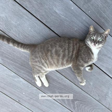 Photo 1/2 Chat trouvé Trouvé à Saint barthelemy