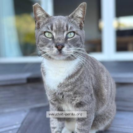 Photo 2/2 Chat trouvé Trouvé à Saint barthelemy