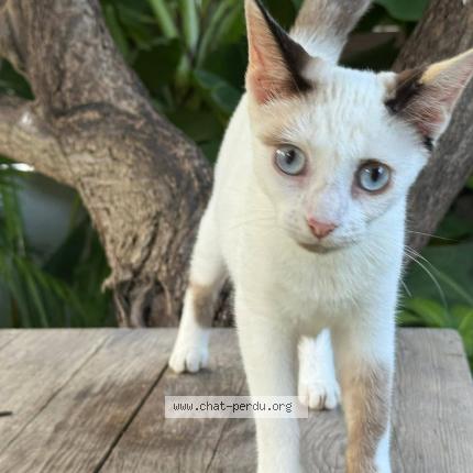 Photo 1/5 Kloé Chat perdu à Saint Barthelemy