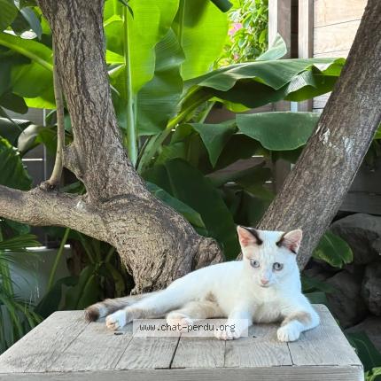 Photo 2/5 Kloé Chat perdu à Saint Barthelemy