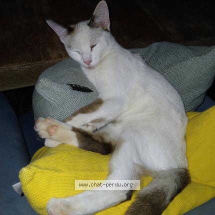 Photo 3/5 Klo&eacute; Chat perdu à Saint Barthelemy