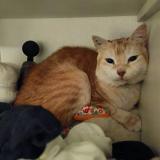 Photo de chat perdu à Torreilles