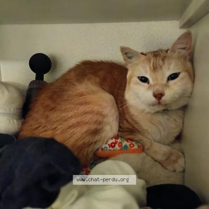 Photo 1/1 Minette dit Deesse Chat perdu à Torreilles