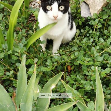 Photo 1/2 Joy Chat perdu à Saint barthelemy