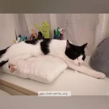 Photo 2/2 Joy Chat perdu à Saint barthelemy