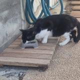 Photo de chat trouvé à Saint Barthelemy