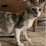 Photo de chat perdu à Saint Barthelemy