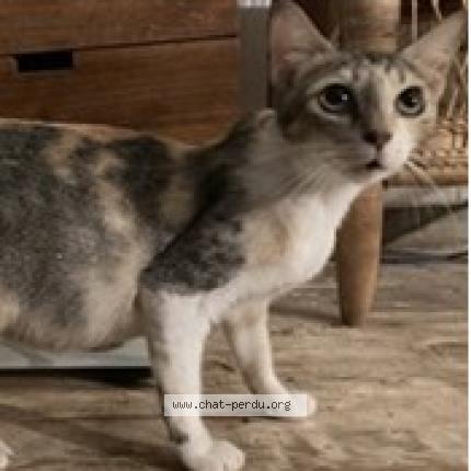 Photo 1/1 Médea Chat perdu à Saint barthelemy