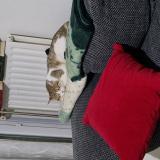 Photo de chat perdu à Valence