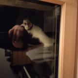 Photo de chat trouvé à Toulouse