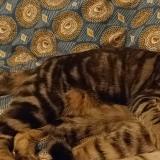 Photo de chat perdu à Rouen