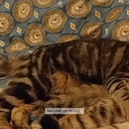 Photo 1/1 Ali Chat perdu à Rouen