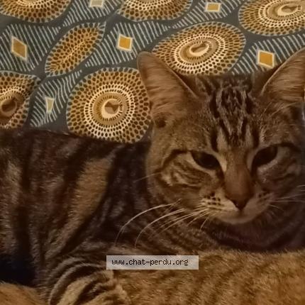 Photo 1/1 Ali Chat perdu à Rouen