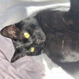 Photo de chat perdu à Sotteville Les Rouen