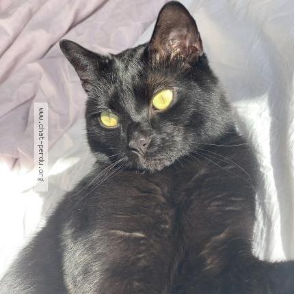 Photo 1/1 Cookie Chat perdu à Sotteville les rouen