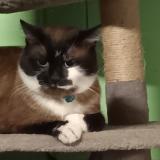 Photo de chat perdu à Denain 59220