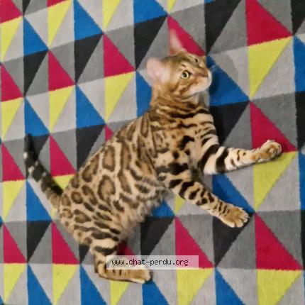 Photo 1/1 Tallia Chat perdu à Joinville le pont